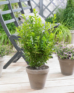 Bild von Ligustrum